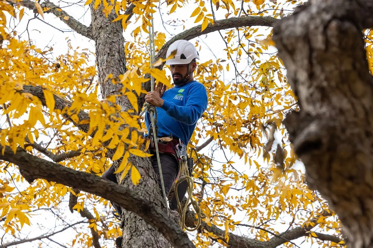 Skilled Tree Pruning crew working in Nanticoke